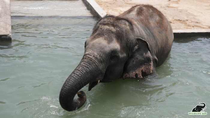Caregivers ensure that she has access to fresh water in the pool in her enclosure at all times