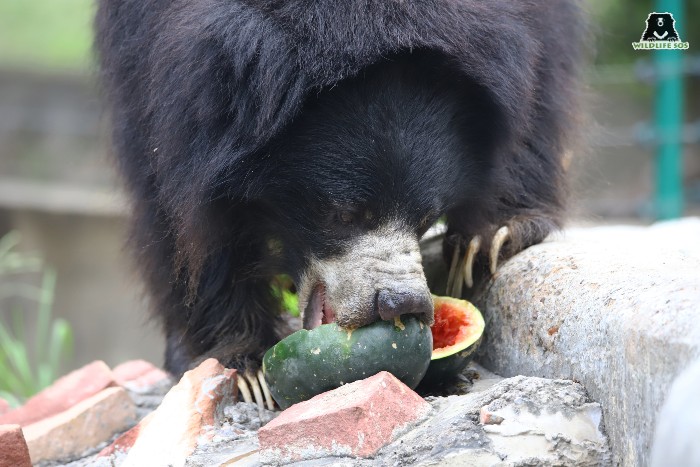 Caregivers provide the bears with juicy fruits during the hot summer days to help them cool down.