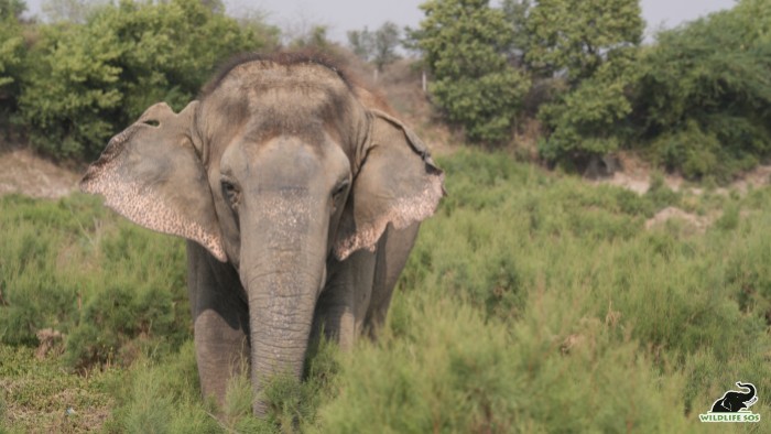 Rescued elephant Chanchal 