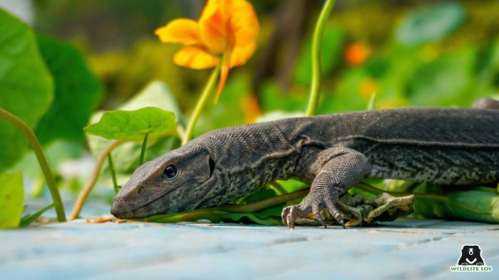 Our team rescued numerous monitor lizards