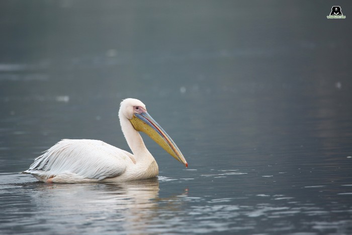 great white pelican in the waters