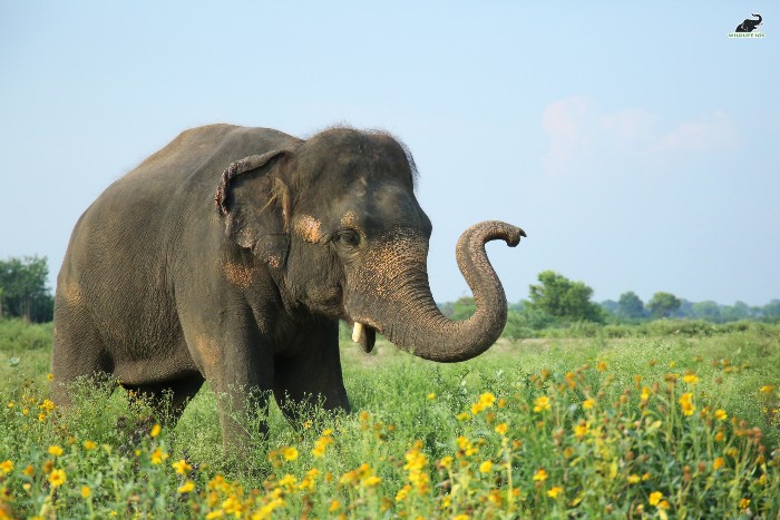 elephant playing in the lush green fields in India after a rewilding project