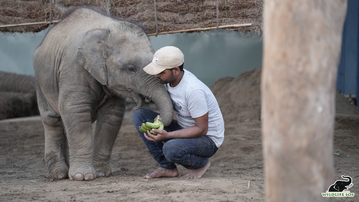 Baby elephant Bani undergoes numerous physiotherapy sessions with our team of veterinarians