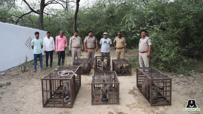 Rescued animals being released back into the wild by our rescue team