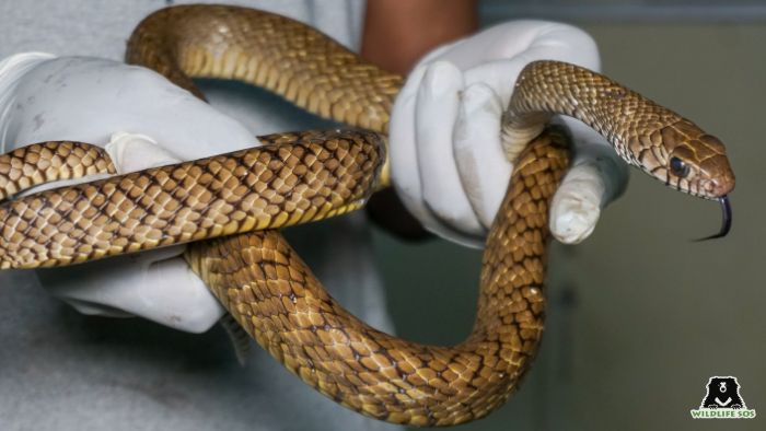 Rat snakes are commonly rescued reptile species
