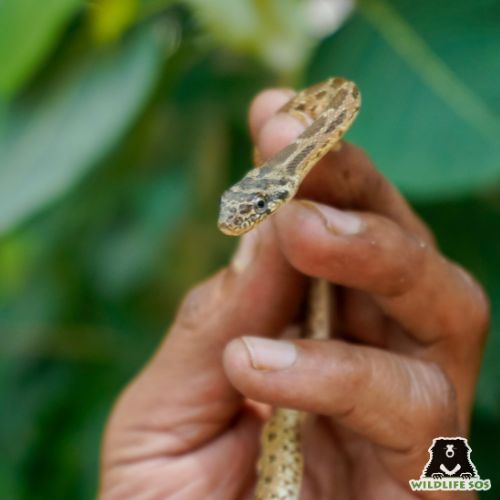 Rescued reptile the royal snake was one of the animal rescued in Delhi