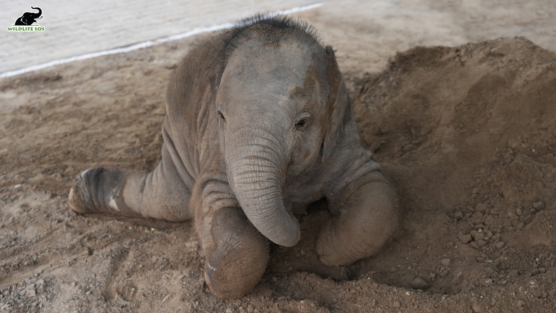 Baby Bani Lying down!