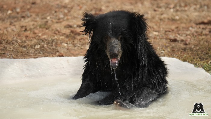 Sloth bears entered their pool to help cool down from the summer heat.