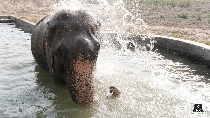 Elephants splash around in their jumbo pools to beat the heat