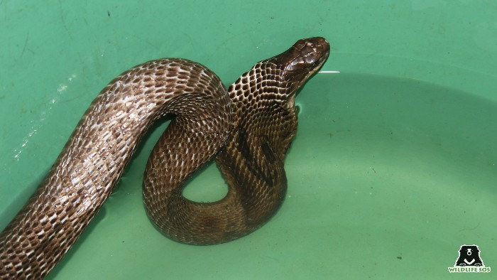 To help a dehydrated snake beat the heat they are kept in water help cool down their body