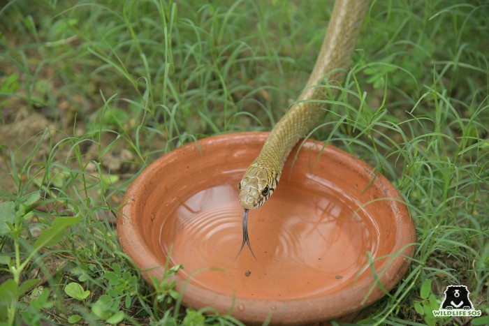 Place mud pots filled with fresh water in shaded areas to help prevent dehydration in animals.