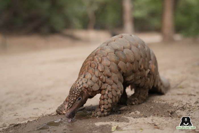 Animals like Pangolins who were rescued from illegal trade operations also face dehydration