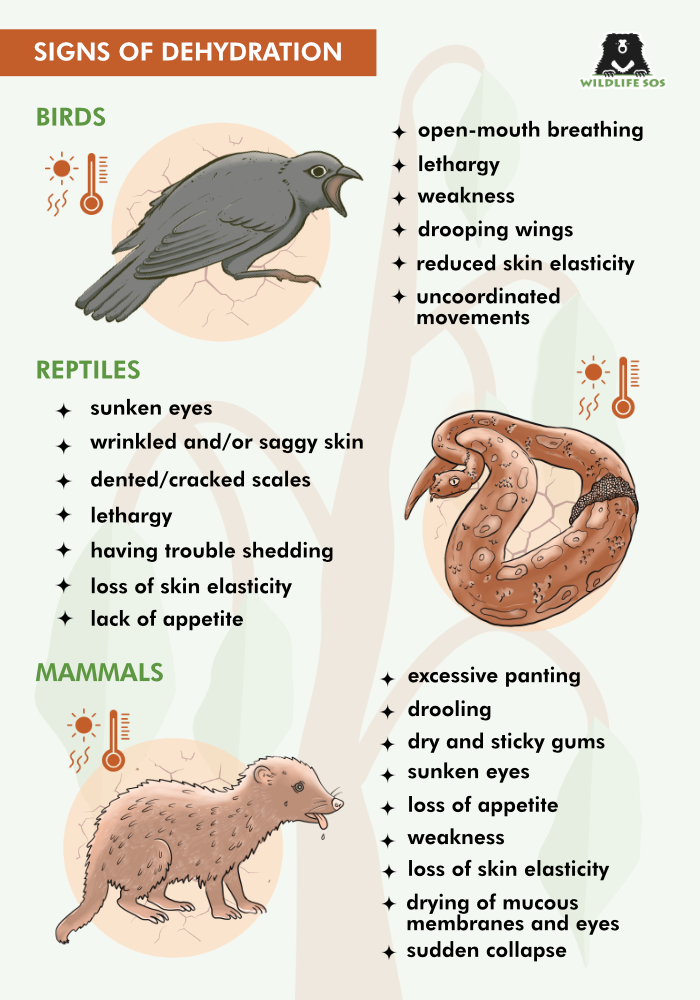 Signs of dehydration in animals