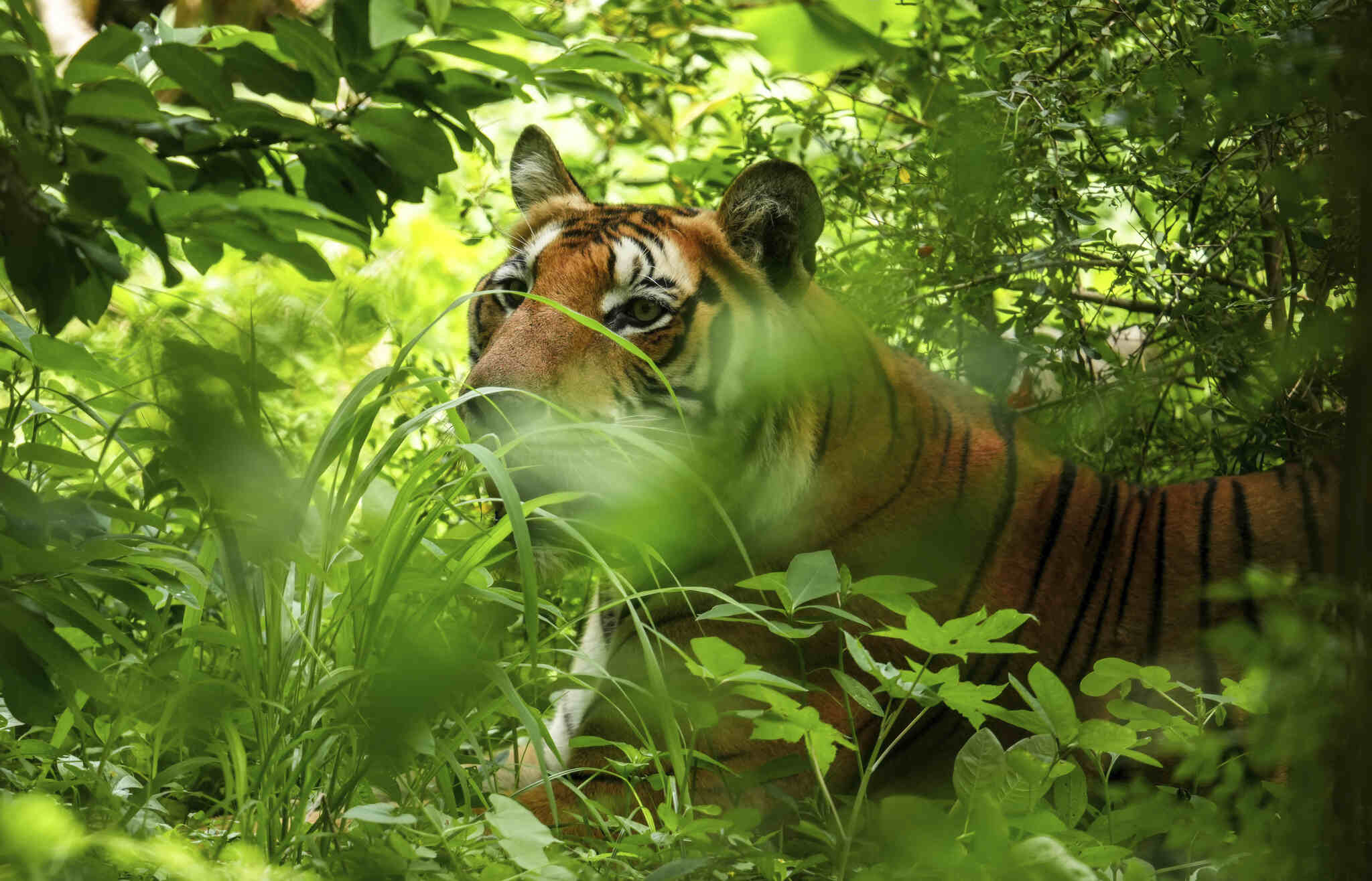 THREATS TO TIGERS IN INDIA