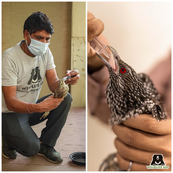 Our rescue team responded to numerous calls to help birds suffering from dehydration