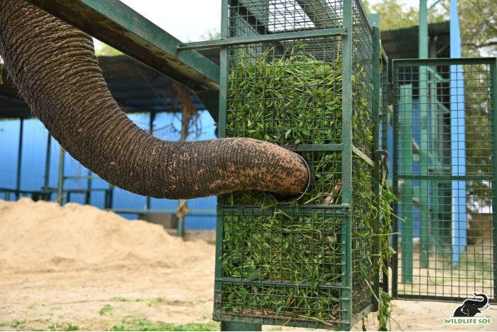 Feeder cage enrichment