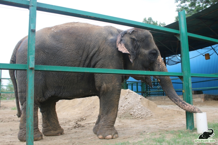 Feeder pipe enrichment