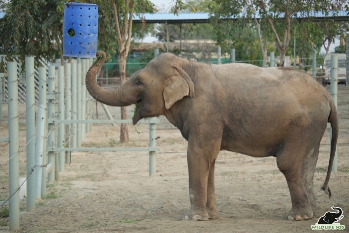 Hanging drum enrichment