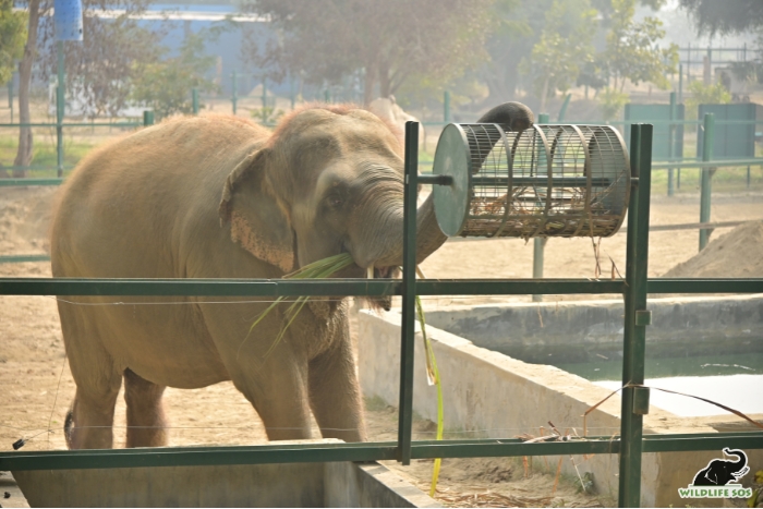 Rolling cage enrichment 