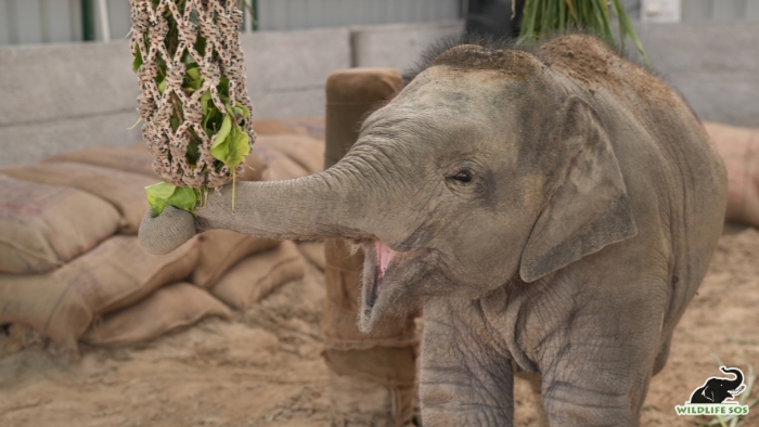 Hanging net enrichment