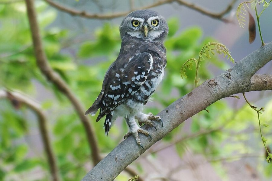 snow leopard sighting tours in ladakh