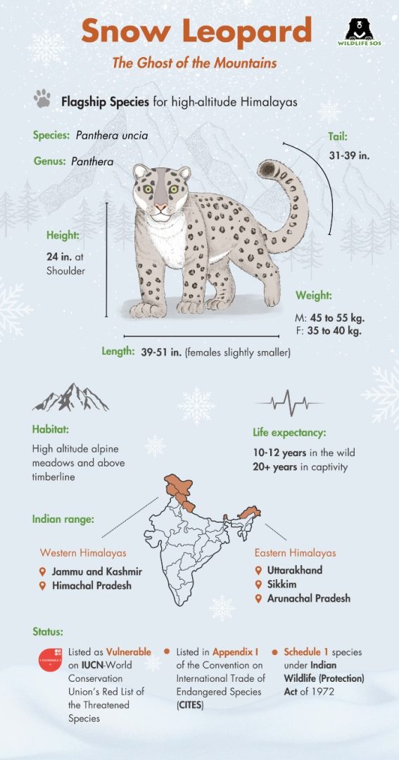 snow leopard sighting tours in ladakh