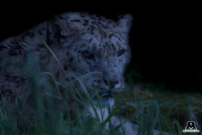 Snow leopards are apex predators and serve as indicators of both the health of high-altitude habitats and the impacts of climate change on mountain environments. 