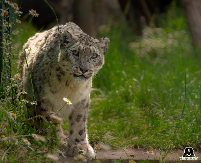 Studying snow leopards is challenging due to their remote, high-altitude habitats in rocky cliffs. 