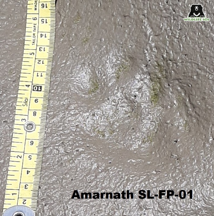 Snow leopard pugmark collected from study area by the Wildlife SOS team.