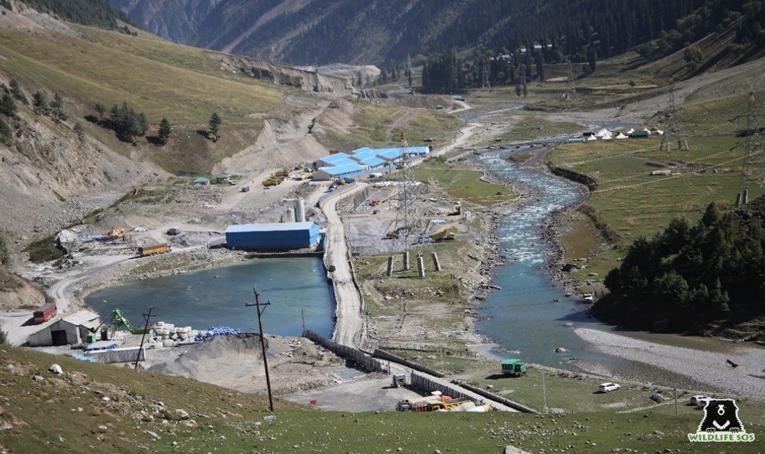 Road and tunnel work in Sonmarg landscape are further disrupting the lower habitats of snow leopards. 