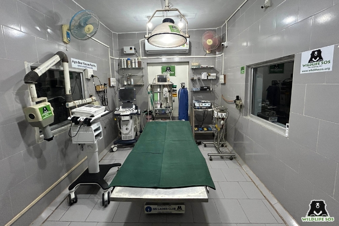 All four Wildlife SOS sloth bear centres have a state-of-the-art operation theatre where various procedures from general health checkups to complex surgeries are conducted.