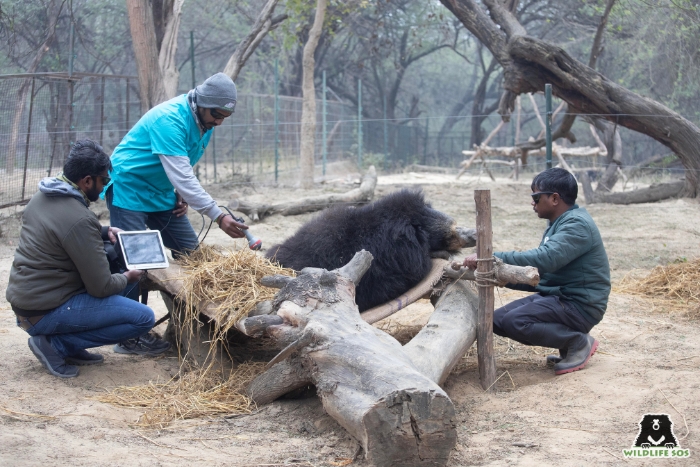 Routine laser therapy sessions are conducted on sloth bears with degenerative joint disease to reduce inflammation and pain.