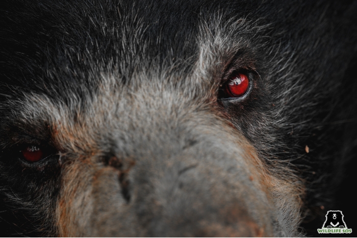 The cruelty of captivity often leads to partial or complete blindness in rescued sloth bears, further impairing their poor eyesight