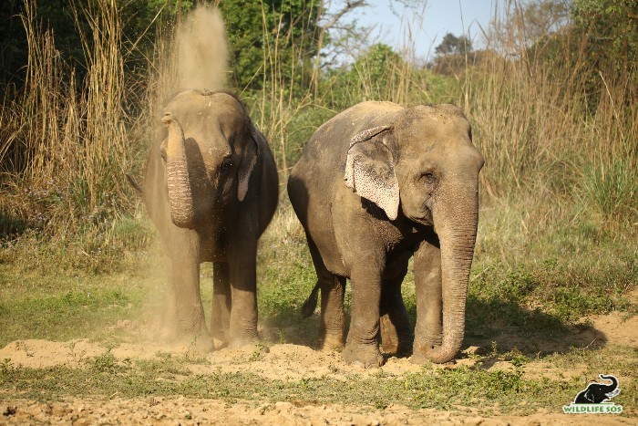 rescued elephants Daisy and Jasmine