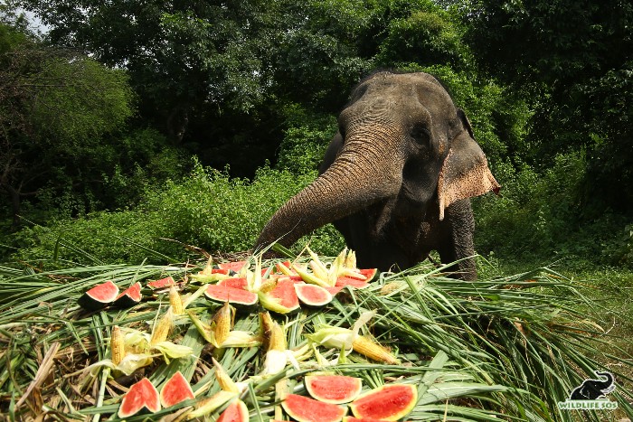 Fruit feast to celebrate rescued elephant jasmines rescue anniversary