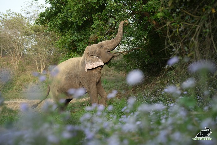 Rescued elephant Jasmine foraging 