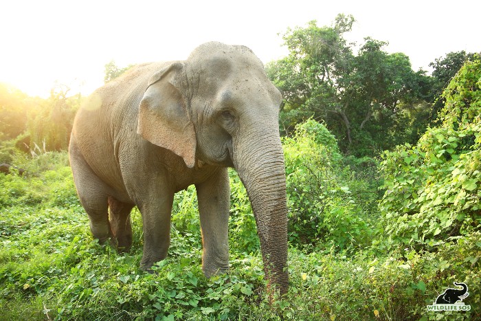 Rescued elephant jasmine in her natural habitat