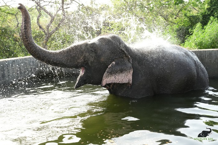 Rescued elephant Jasmine in her her pool