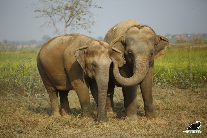 Elephants Suzy and Asha