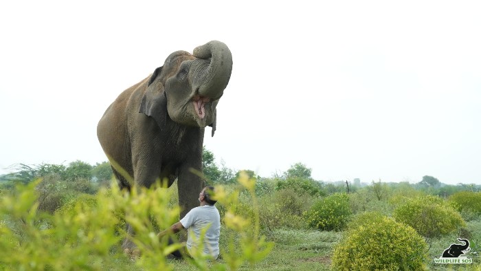 Elephant Suzy with her caregiver Baburam ji