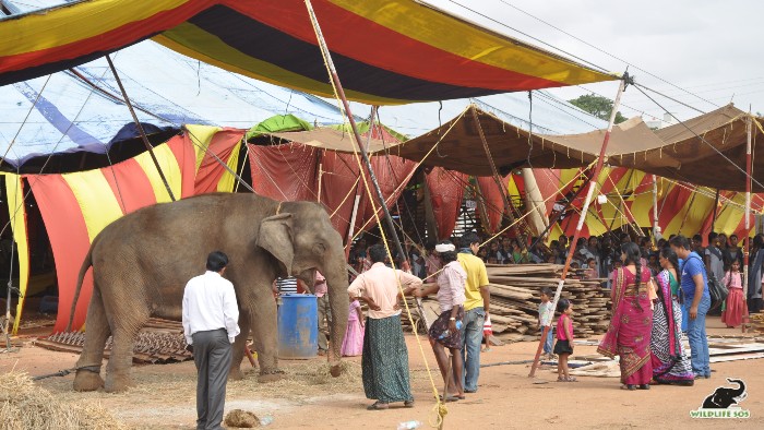 Elephant Suzy when she was in the circus.