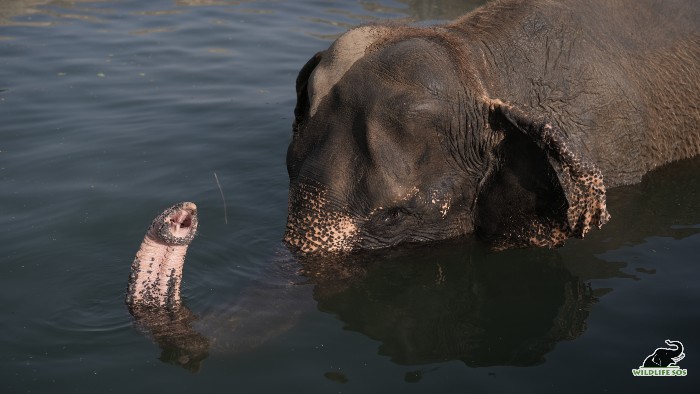 Elephants are good swimmers but sometimes while crossing rivers, they allow themselves to sink deeper to walk on the floor of the water body.