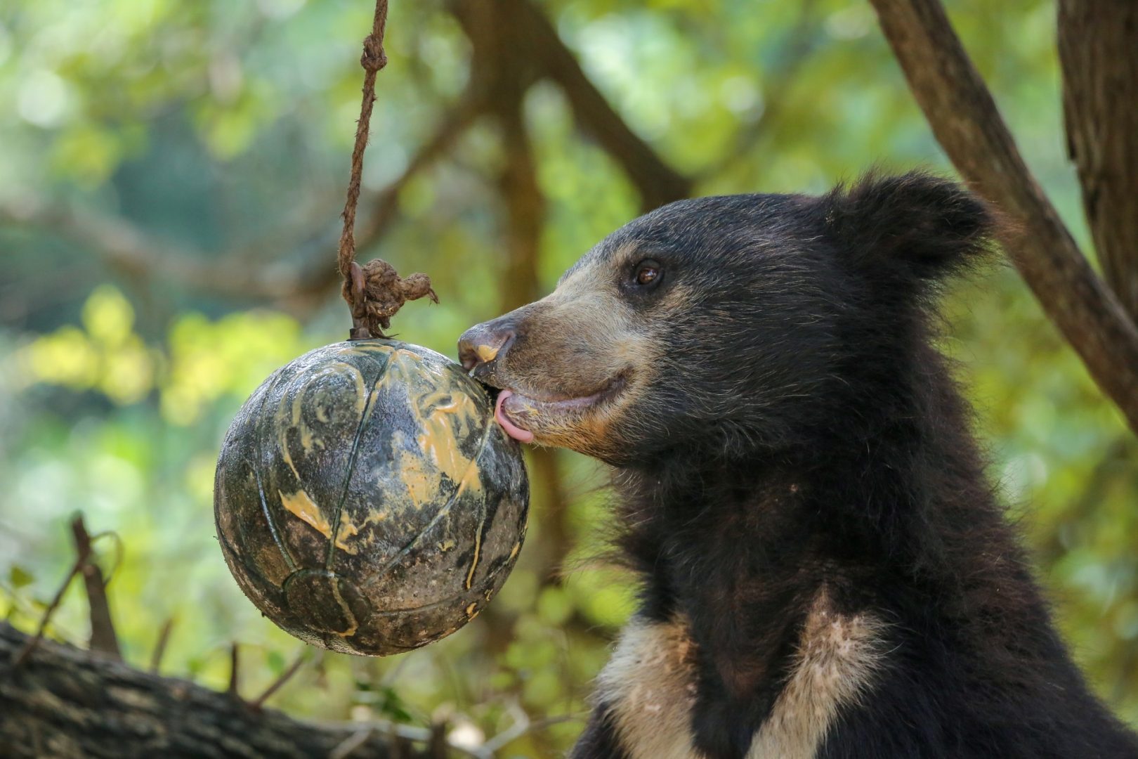 Bear Diary: Introducing Feisty Tulsi - Wildlife SOS