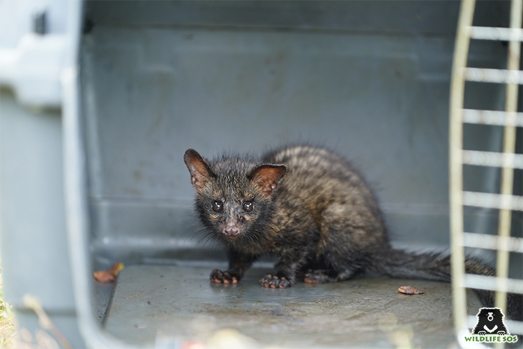 rescued baby Asian palm civet in monsoon