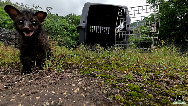 Asian palm civet in monsoon