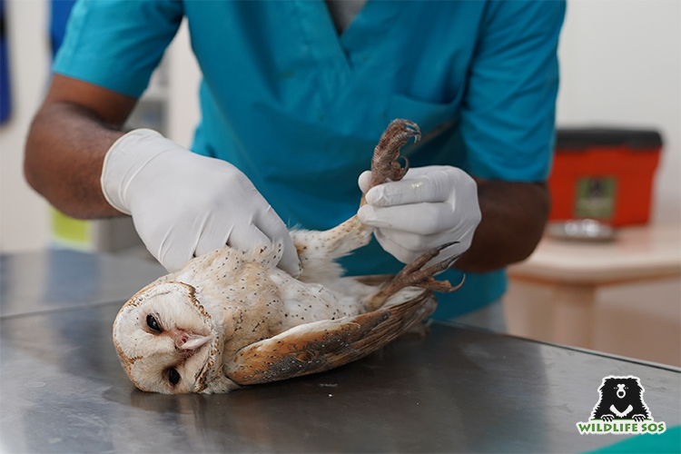 Barn owl treatment in monsoon