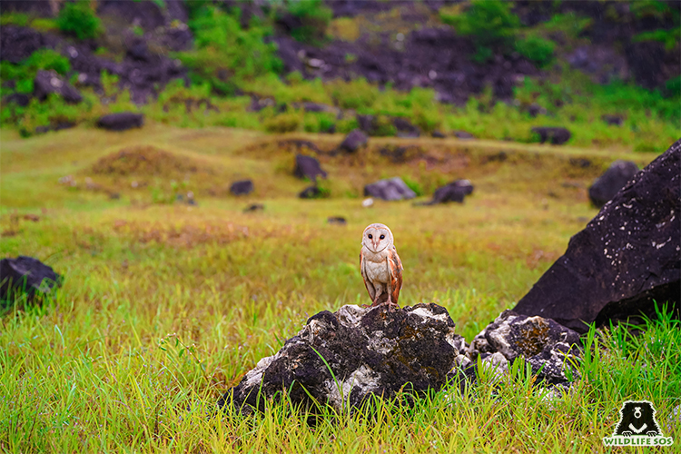 Barn owl rescue in monsoon