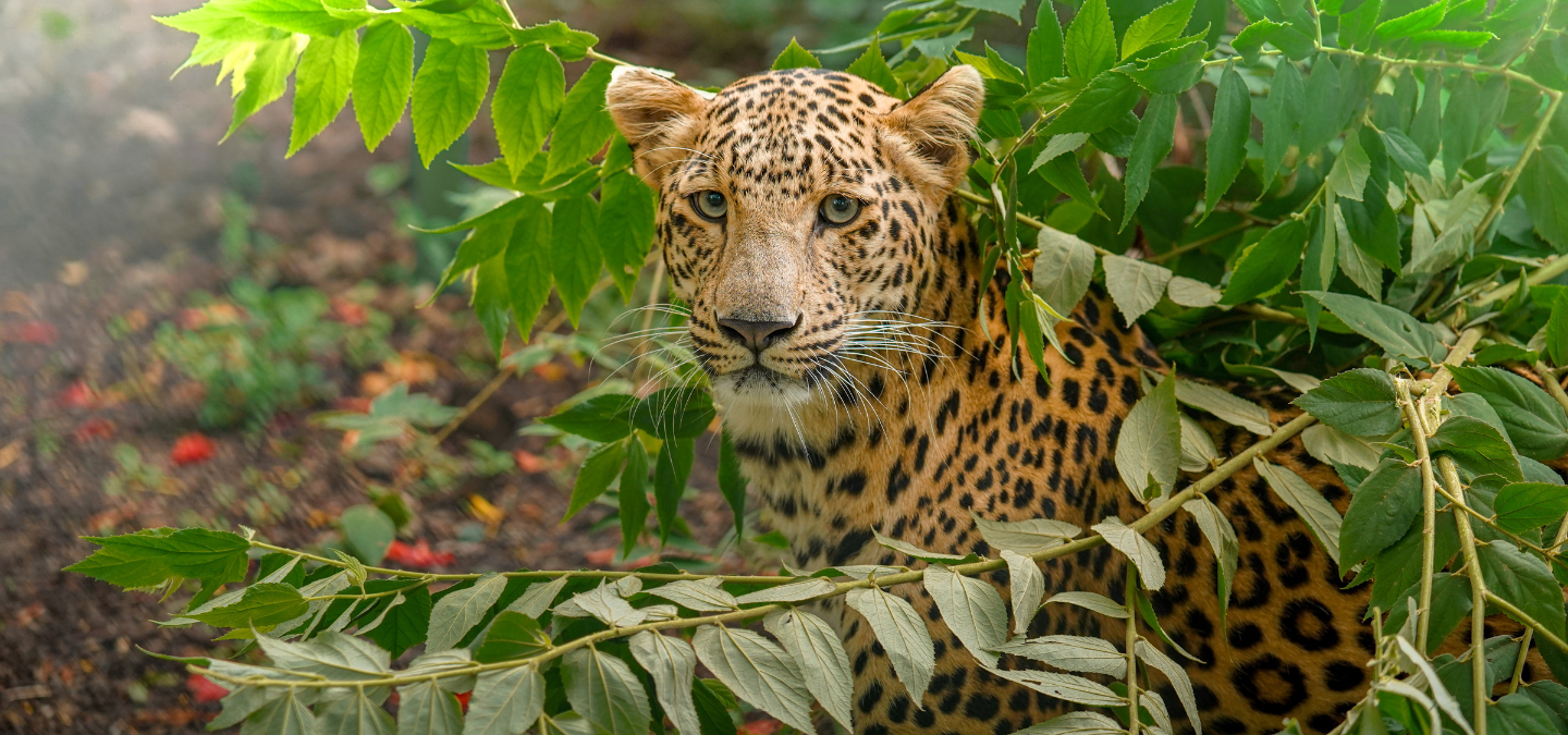 Yuvraj MLRC leopard