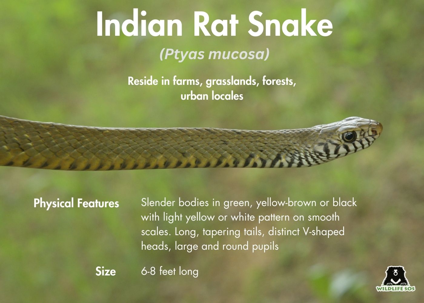 Rat snake infograph