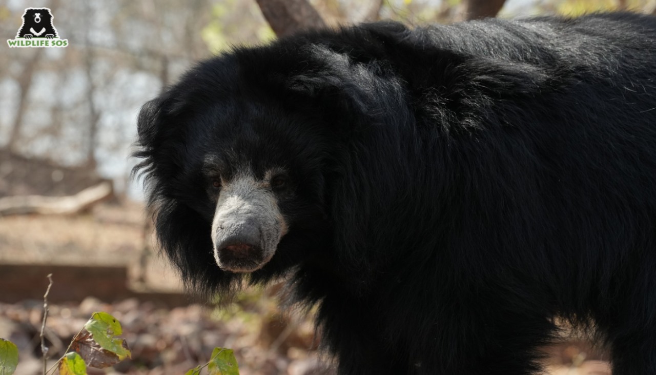 Sloth bear under care at Van Vihar Bear Rescue Facility looking into the camera 